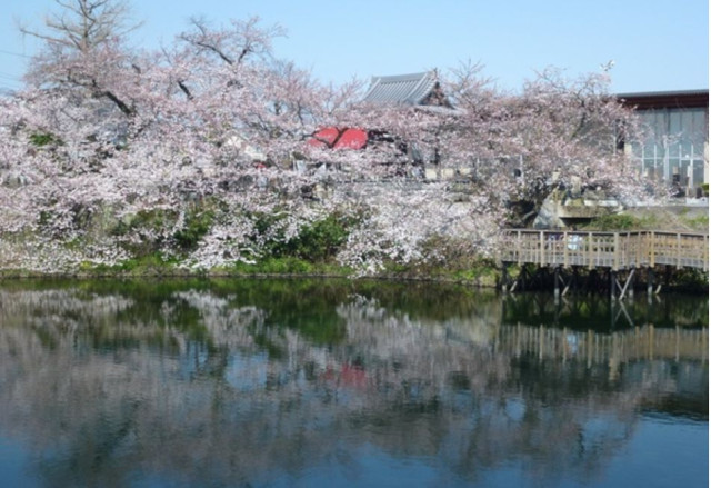 今泉名水桜公園（お花見）